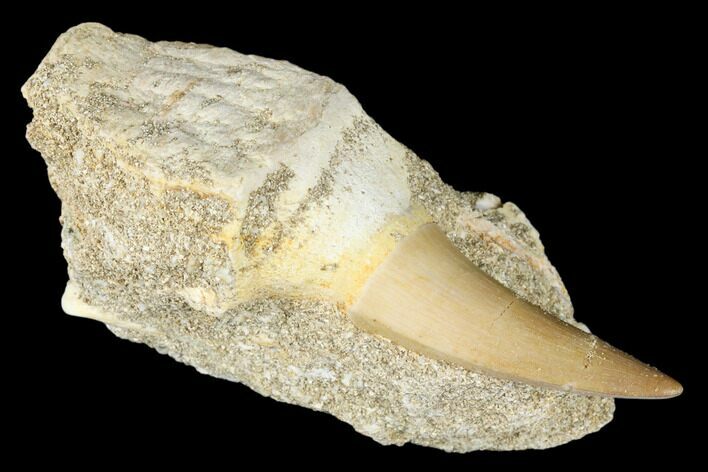 Fossil Rooted Mosasaur (Eremiasaurus) Tooth - Morocco #174307